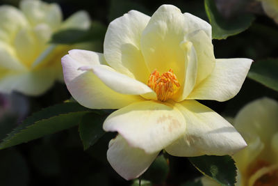 Closeup of yellow roses blooming in the summer