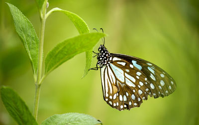 Butterfly on leaf