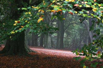 Trees and plants in park