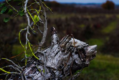 Close-up of tree trunk