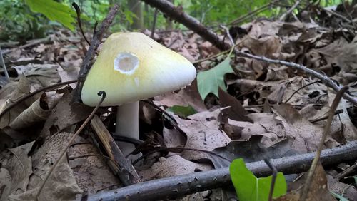 Close-up of mushrooms