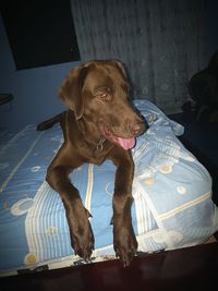 Dog sitting outdoors