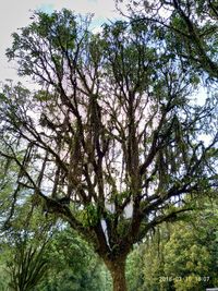 Low angle view of tree against sky