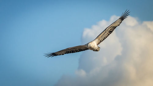 Low angle view of eagle flying in sky