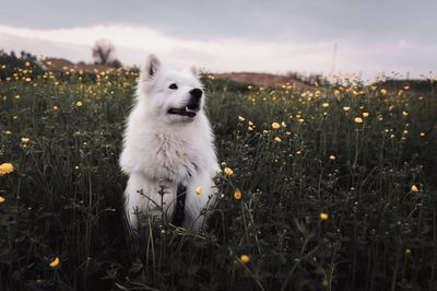 Close-up of dog on field against sky during sunset