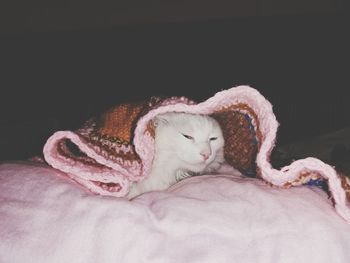 Close-up of a cat resting on bed