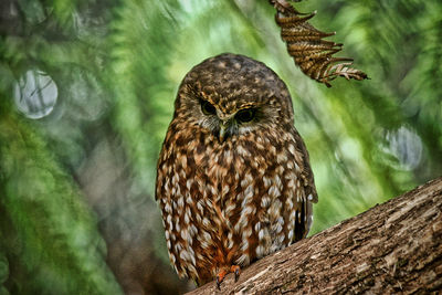 Close-up of owl perching on branch