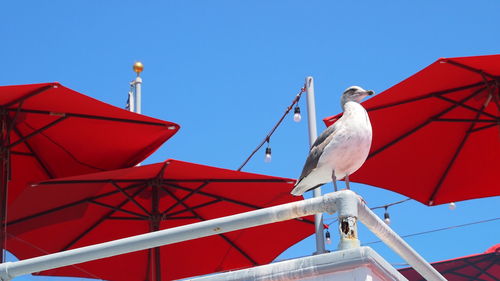 Low angle view of seagull perching on railing against red sunshades