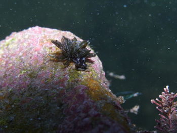 Close-up of insect on the sea