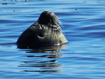 Close-up of crab swimming in sea