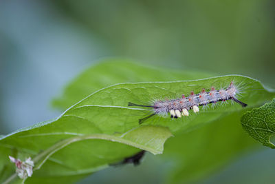 Close-up of insect on leaf