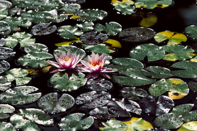 Close-up of water lily