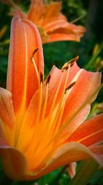 Close-up of orange day lily blooming outdoors