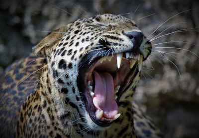 Close-up of leopard