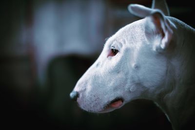 Close-up side view of dog