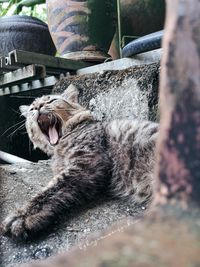 Close-up of cat yawning