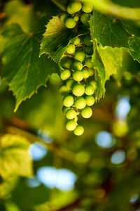 Close-up of grape growing in vineyard