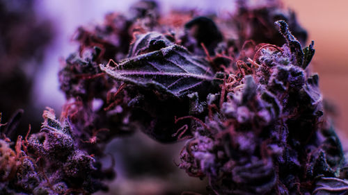 Close-up of purple flowering plants