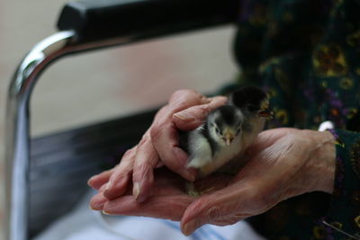 Cute baby chick in the loving hands of an old person closeup