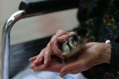 Cropped hand of woman holding monkey