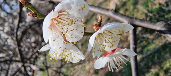 Close-up of white cherry blossom tree