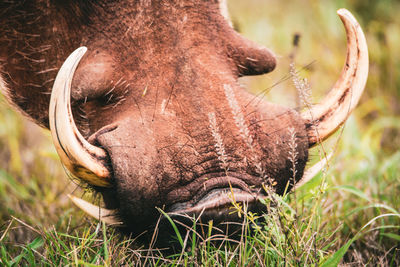 Close-up of horse grazing in field