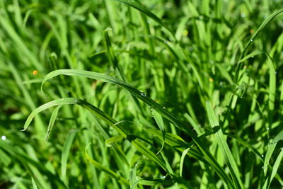 Close-up of wet grass on field