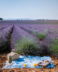 Scenic view of lavender field against sky