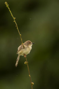 Close-up of bird perching on twig