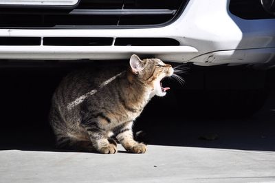 Cat sitting by car