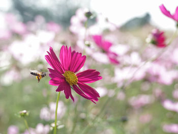 Bee hovering by cosmos flower