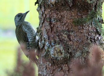 Close-up of bird perching on tree trunk