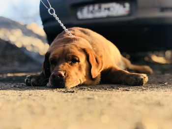 Close-up of dog lying on ground