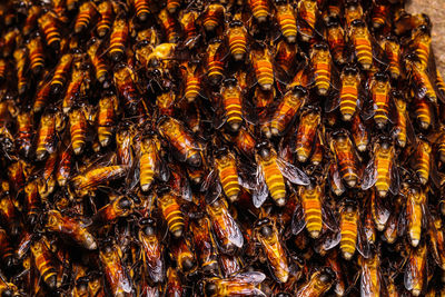 Close-up of bees