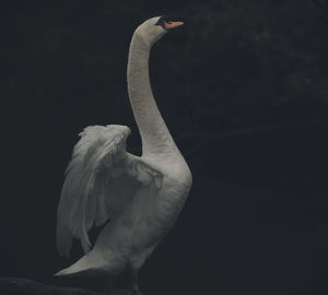 Close-up of swan