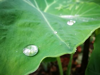 Close-up of wet leaf