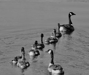 Ducks swimming in lake