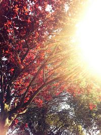 Sun shining through trees