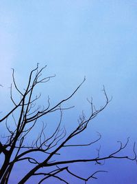Low angle view of bare tree against blue sky