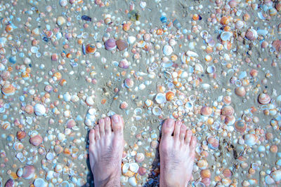 Low section of man standing on seashells at beach