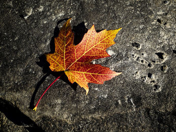 Directly above shot of maple leaf on water