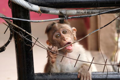 Close-up portrait of an monkey