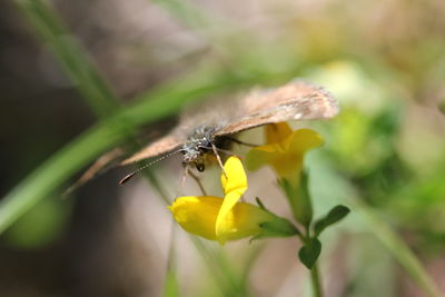 Close-up of insect on flower