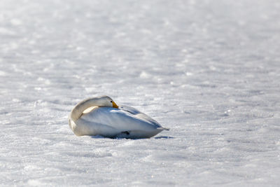 View of a bird in snow