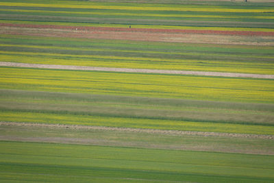 Full frame shot of crop in field