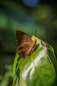 Close-up of butterfly on flower