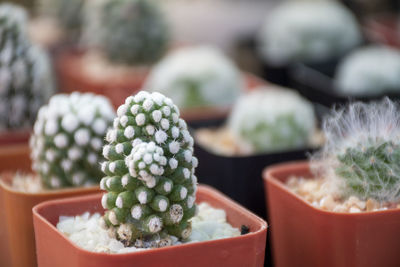 A beautifully arranged cactus garden that can be used as an advertising background.