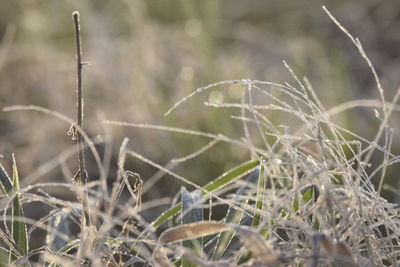 Close-up of frozen plant on field