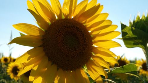 Close-up of sunflower blooming against sky