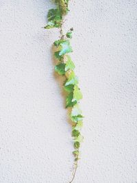 Close-up of ivy growing on wall